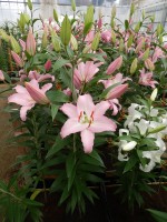 [4345 Sheila VOF VZ No101.JPG]